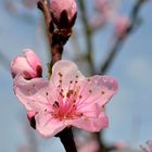 Regen kann dem Frühling nichts anhaben...