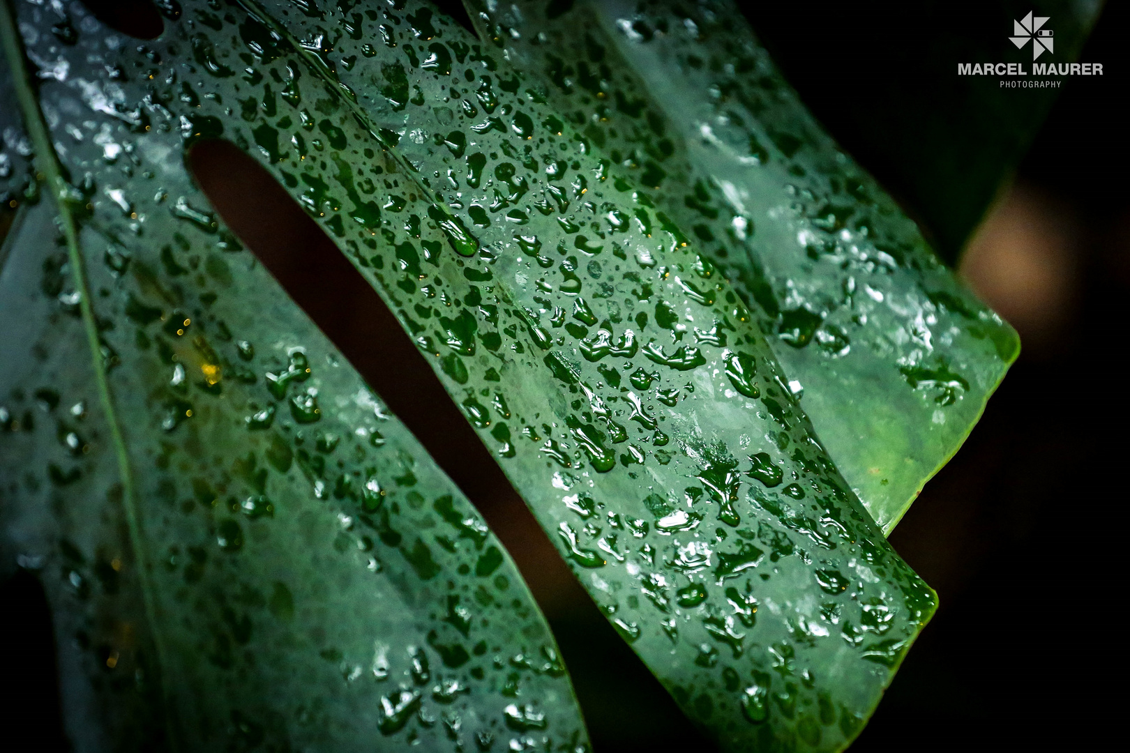 Regen kann so schön sein!