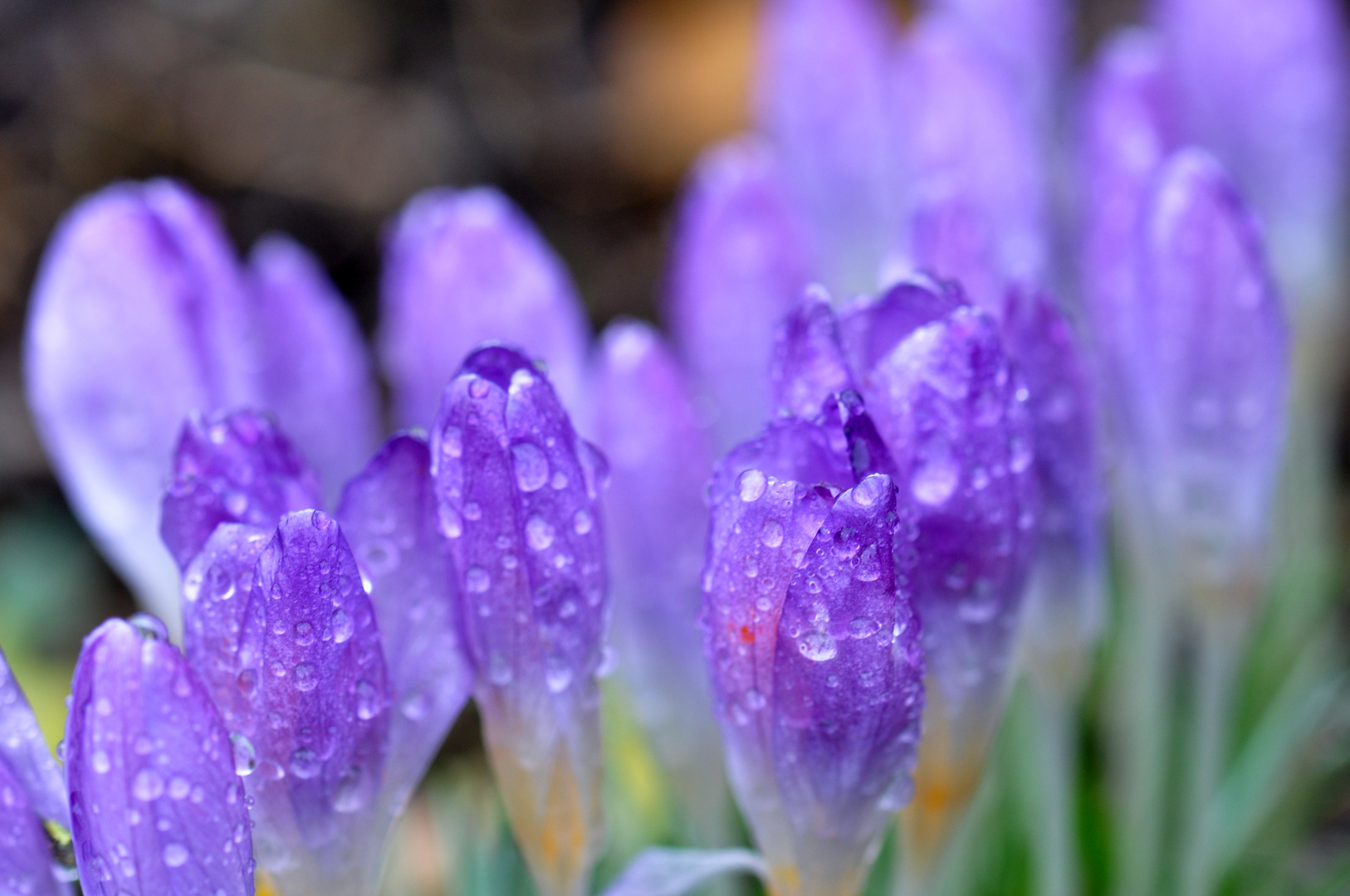 Regen küsst Krokus .......