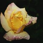 Regen küsst Rose