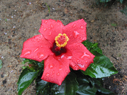 Regen lässt die Schönheit der Blume erwachen