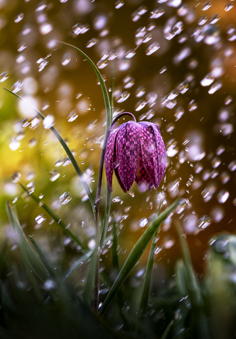 regen machen im vorversuch ....