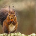 Regen macht hungrig