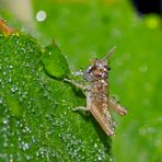 Regen macht schön: der Beweis! - La pluie embellit!