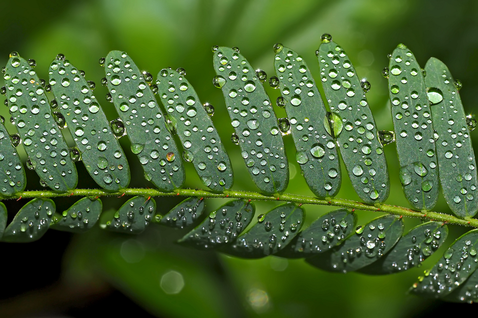 Regen macht schön! - Pluie-fine-art!