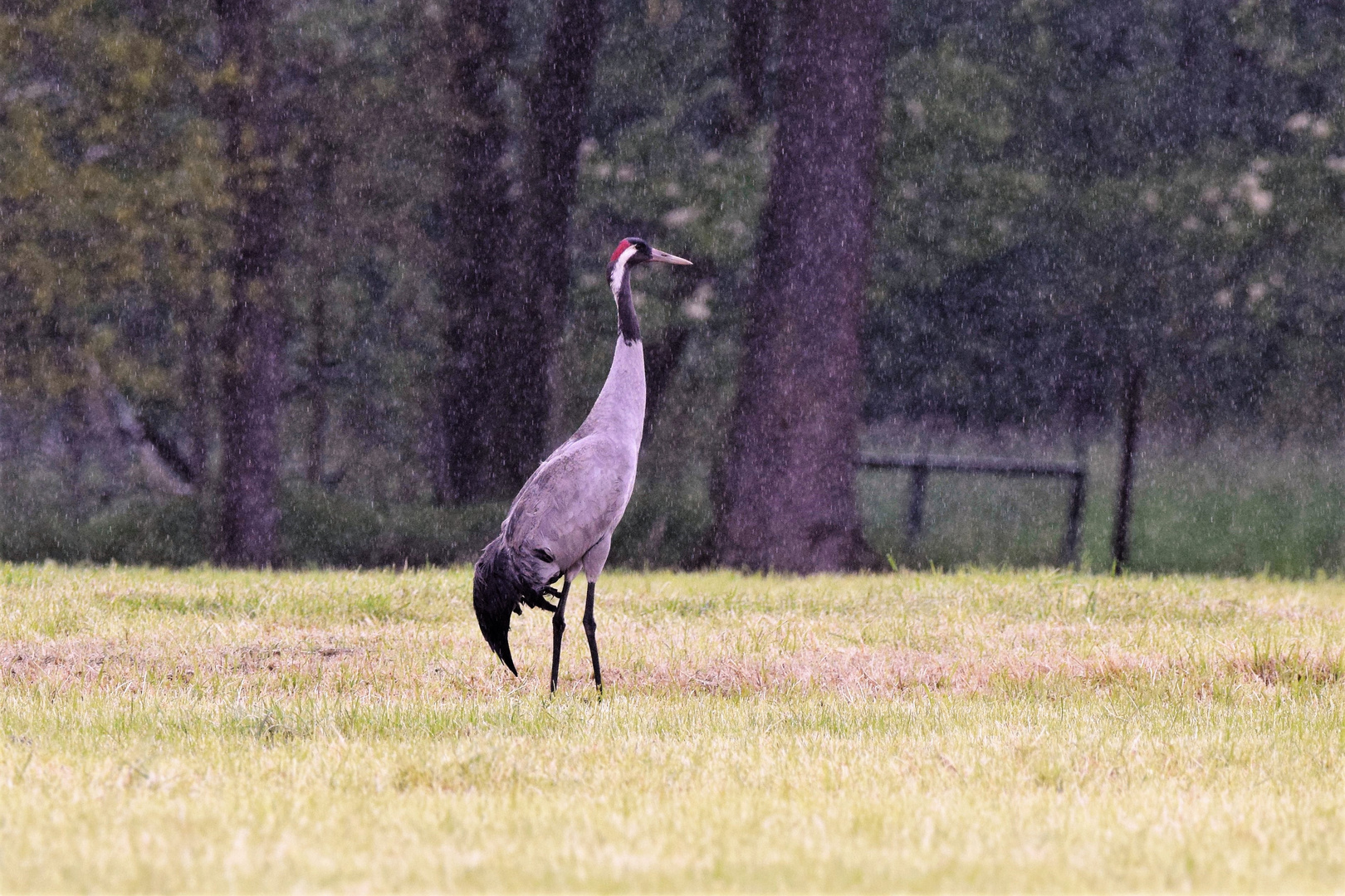 Regen mit Kranich