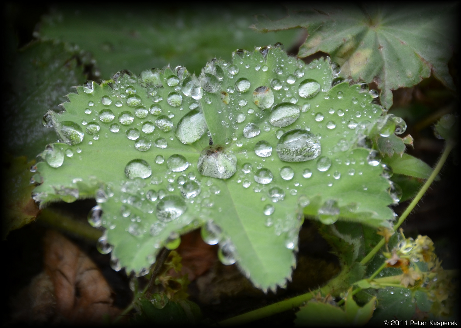 ...Regen... nach einem heißen Sommertag