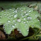 ...Regen... nach einem heißen Sommertag