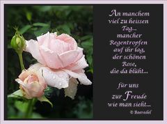 Regen... nasse rosa Rose...