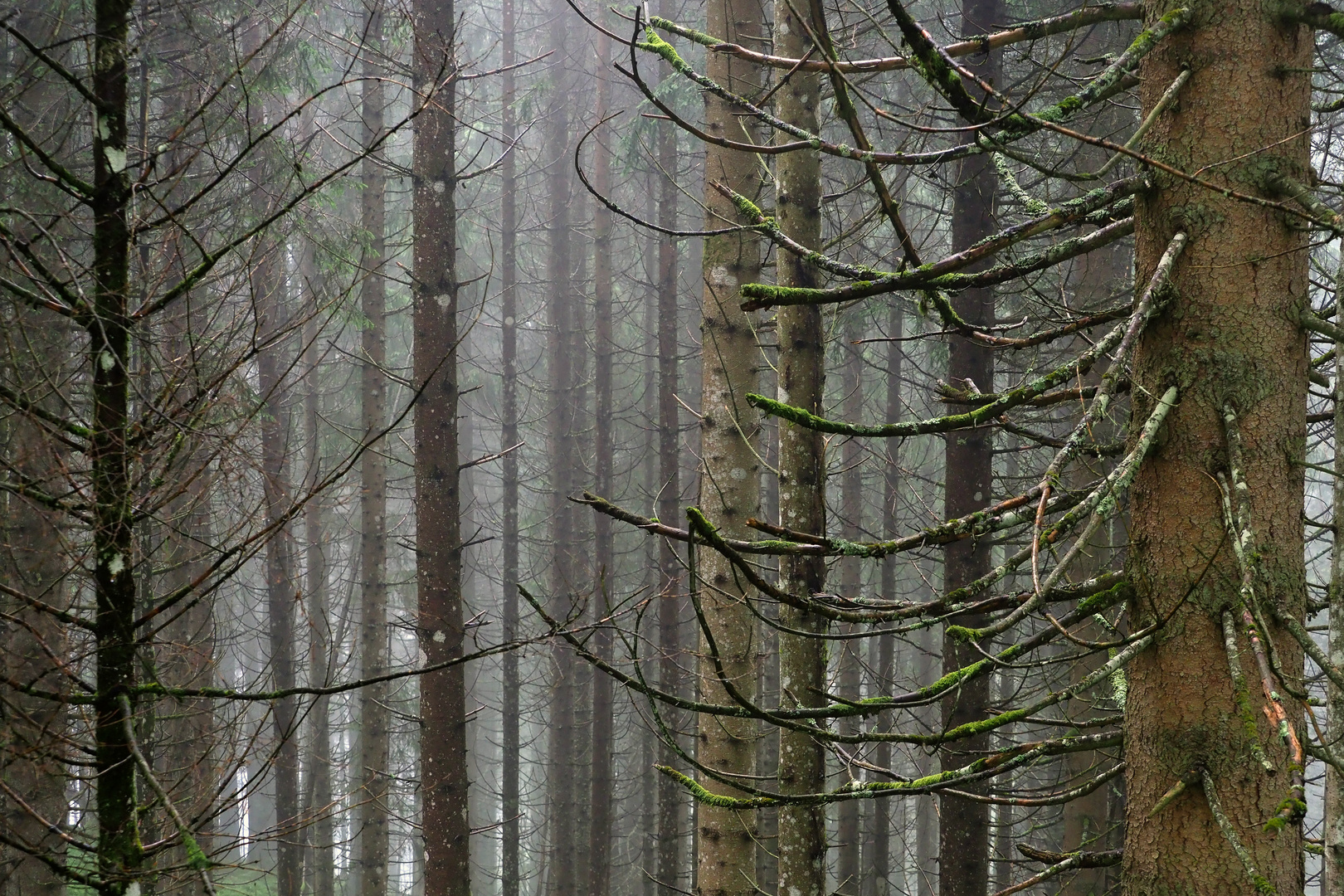 regen, nebel im wald