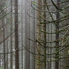 regen, nebel im wald