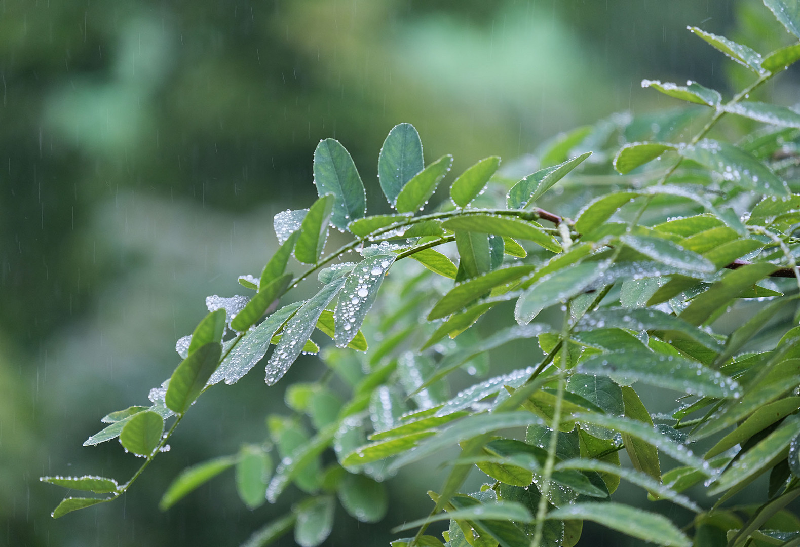 Regen, nichts als Regen ...