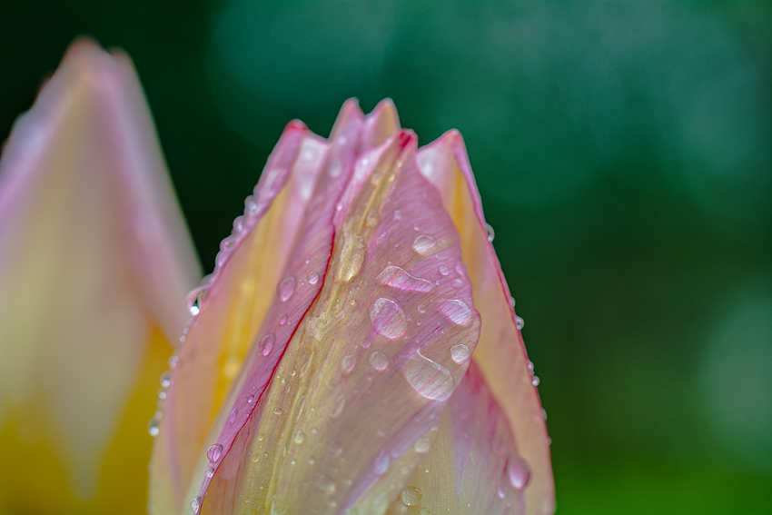 Regen oder Tau?