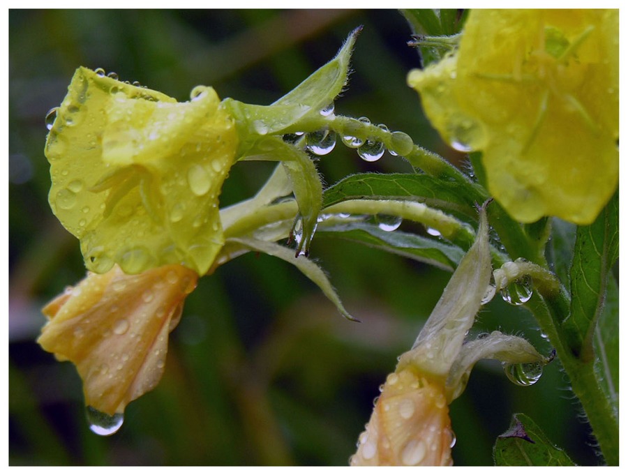 Regen ohne Ende