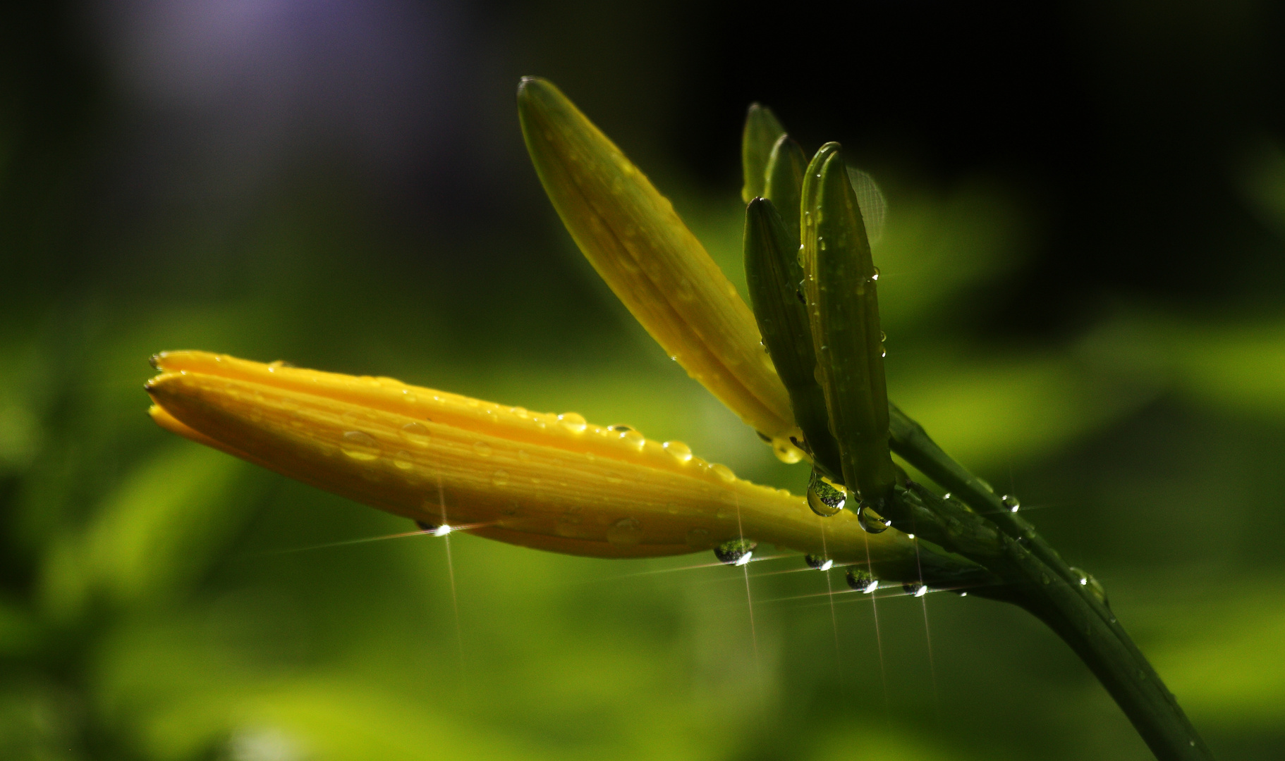 " Regen-Perlenschmuck "