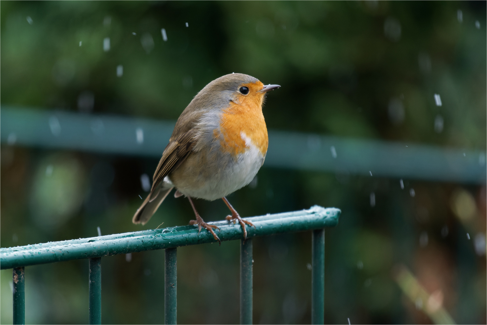 Regen, Regen, Regen  .....