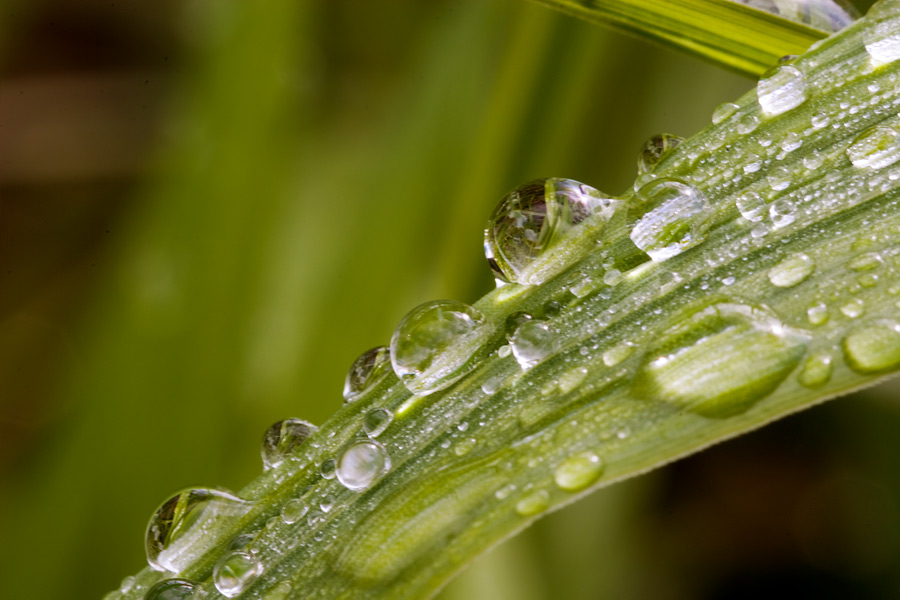 Regen ...Regen ...Regentropfen