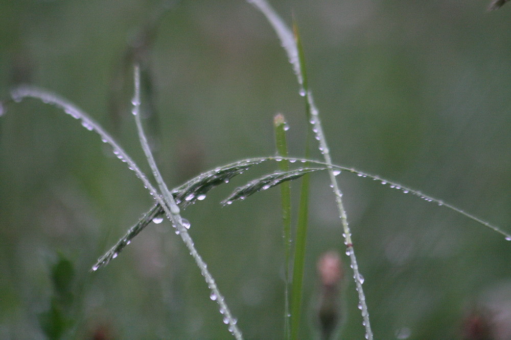 Regen Regen und nochmals Regen .........