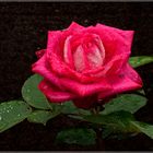 Regen-Rose
