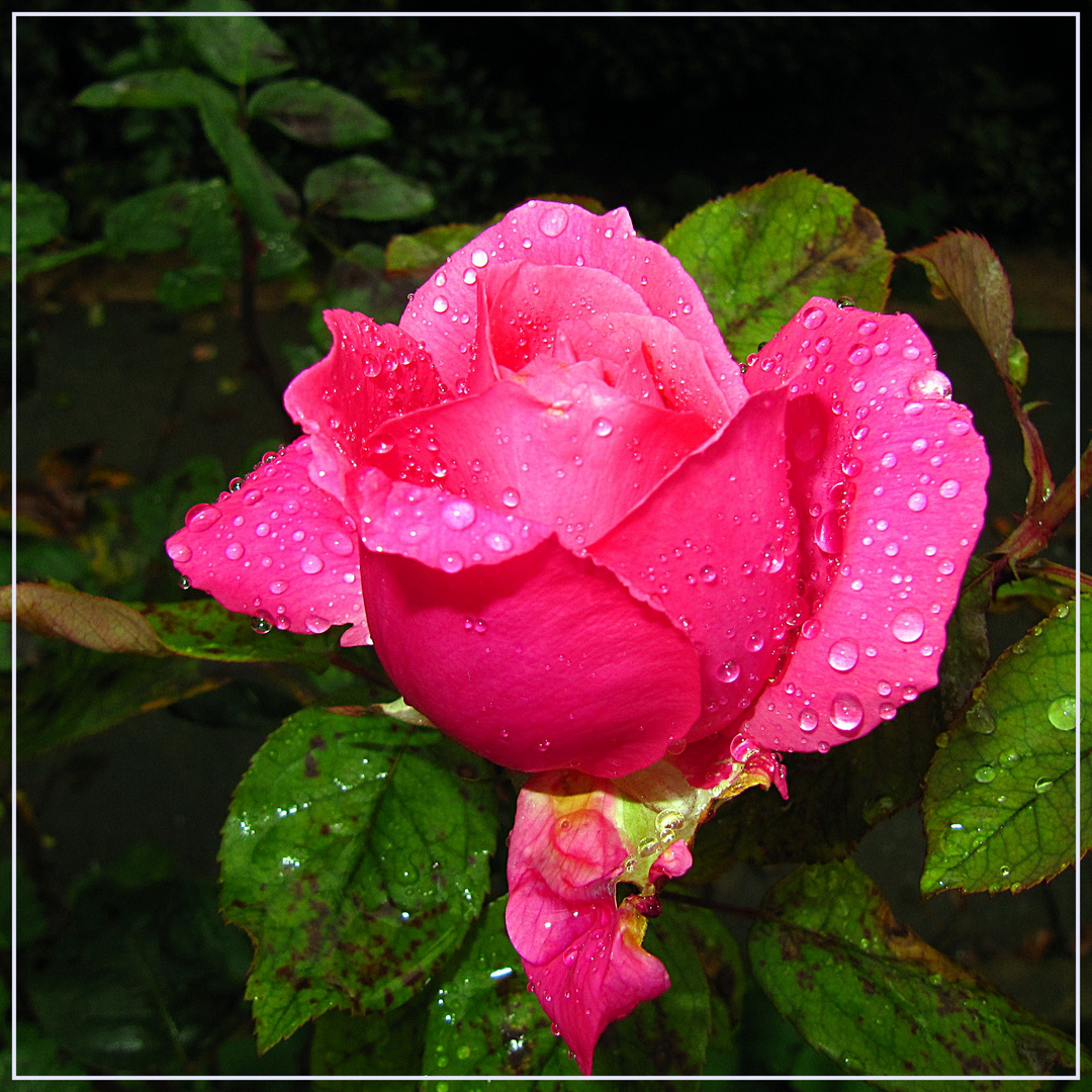 Regen-Rose