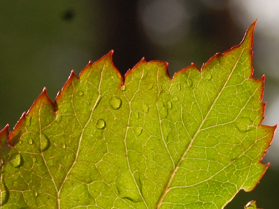 regen, rose, sonne