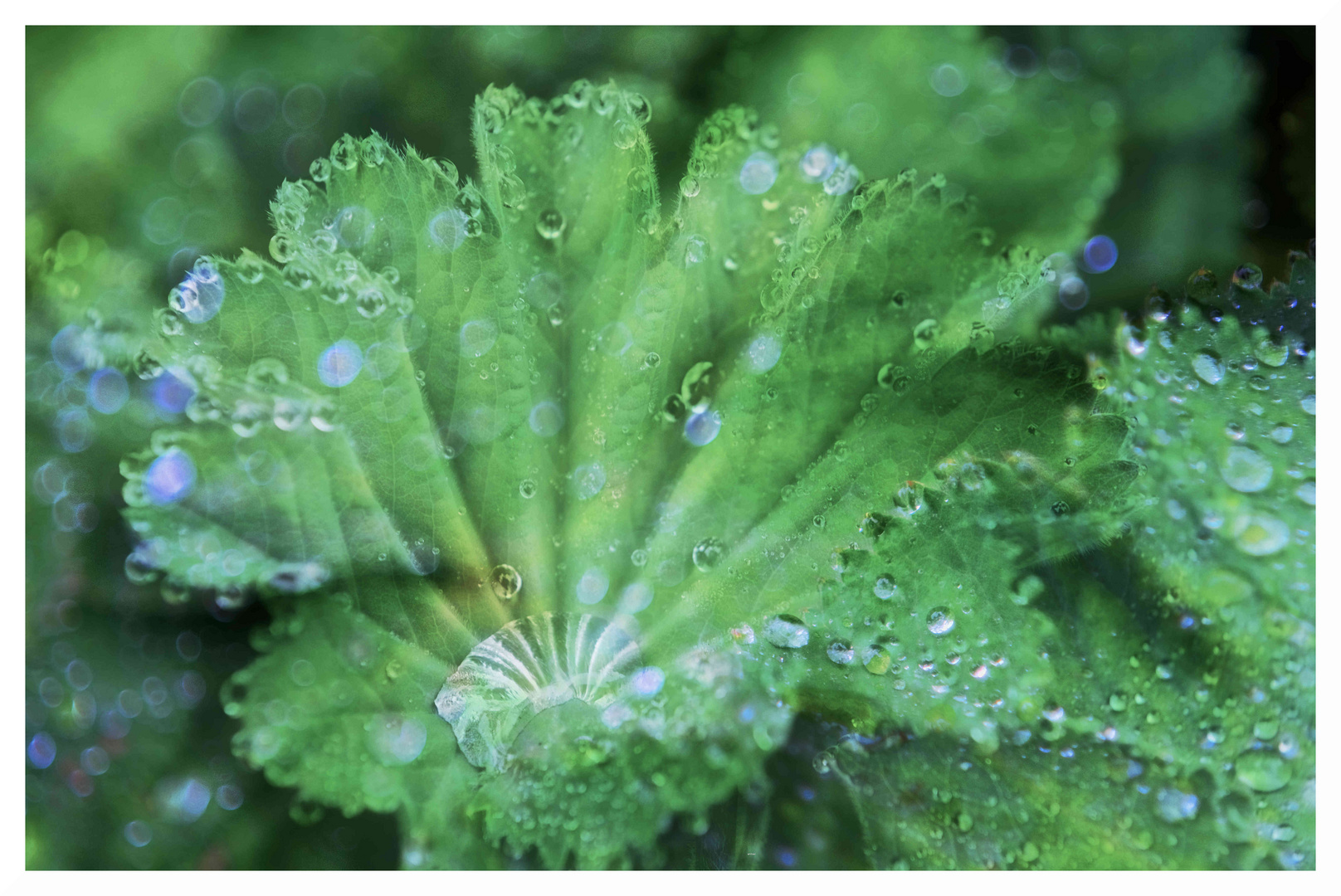 Regen-Sammel-Blatt