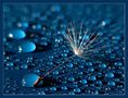 Regen ..-..schirm(chen) von Mara T.