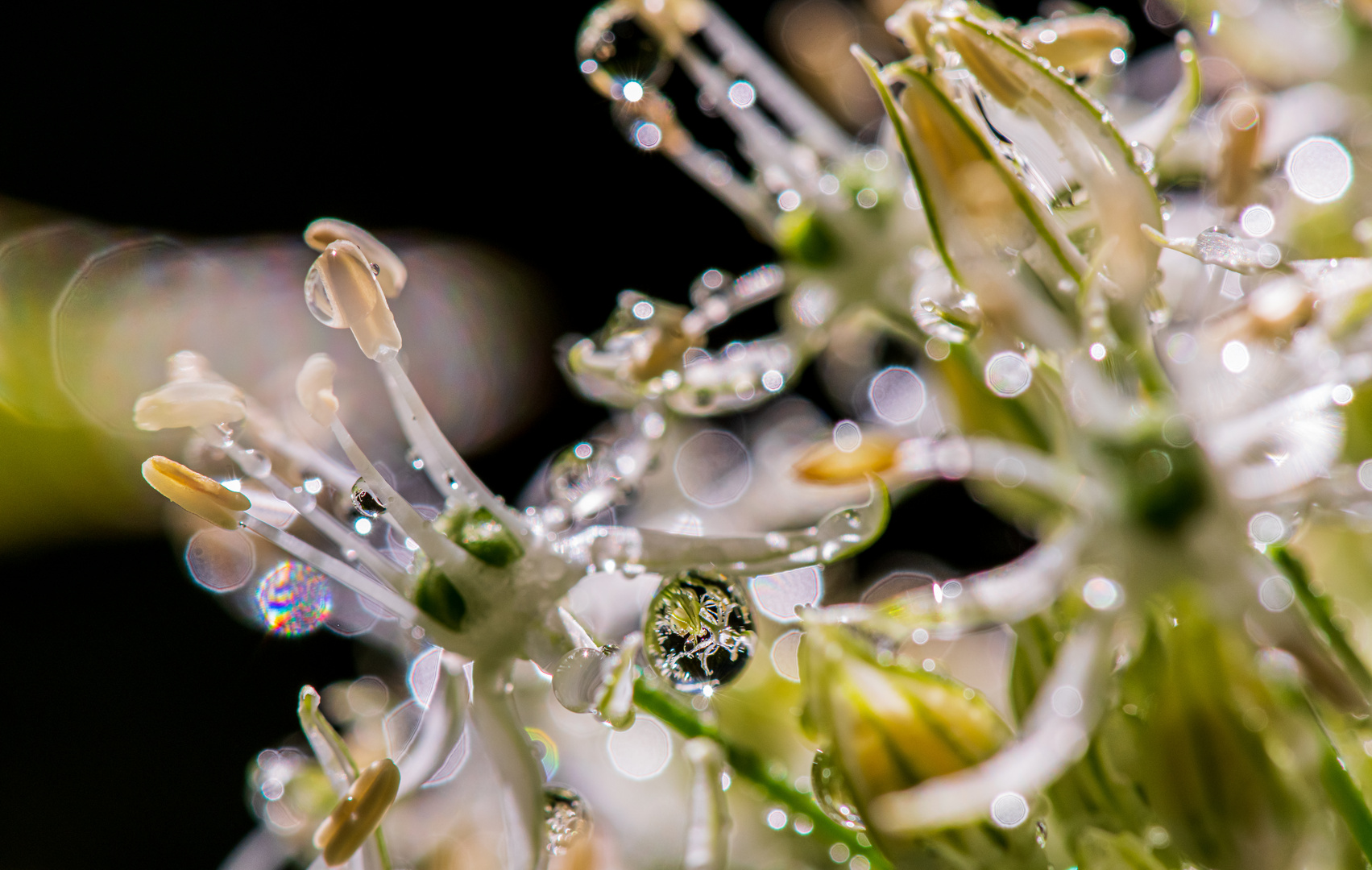 Regen & Sonnenschein Foto & Bild outdoor, makro, natur Bilder auf