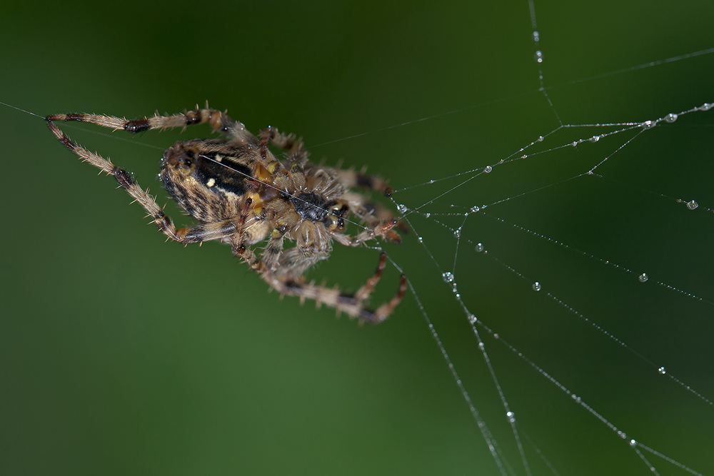 Regen-Spinne