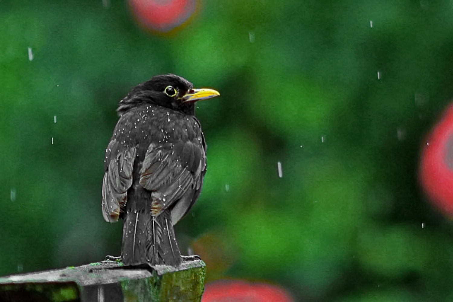 Regen stört sie nicht