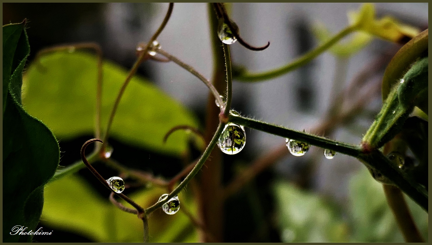 Regen Tröpfchen auf den Ranken der Gartenwicke