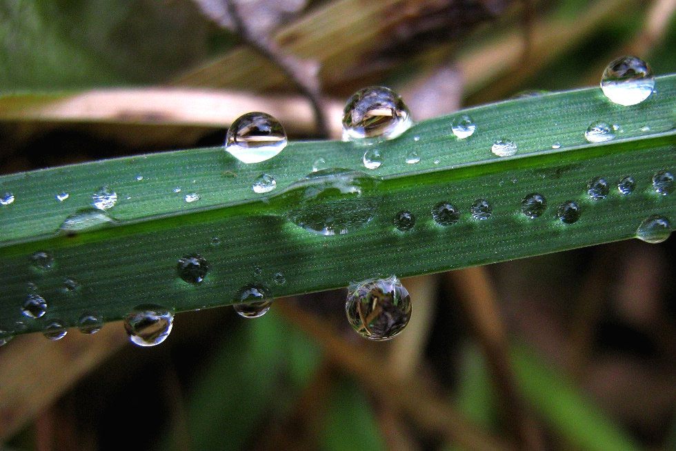 Regen Tropfen