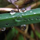 Regen Tropfen