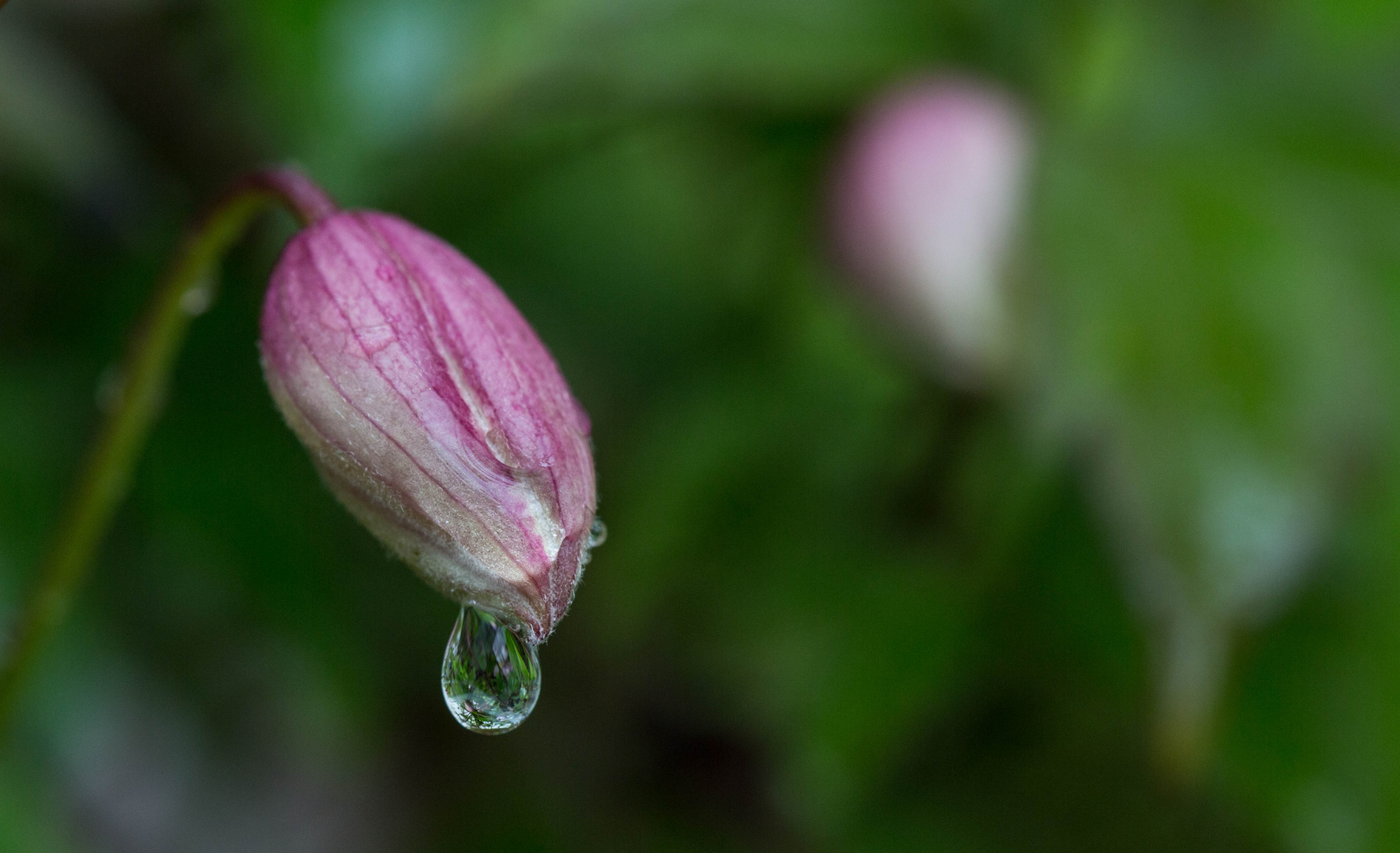 Regen Tropfen