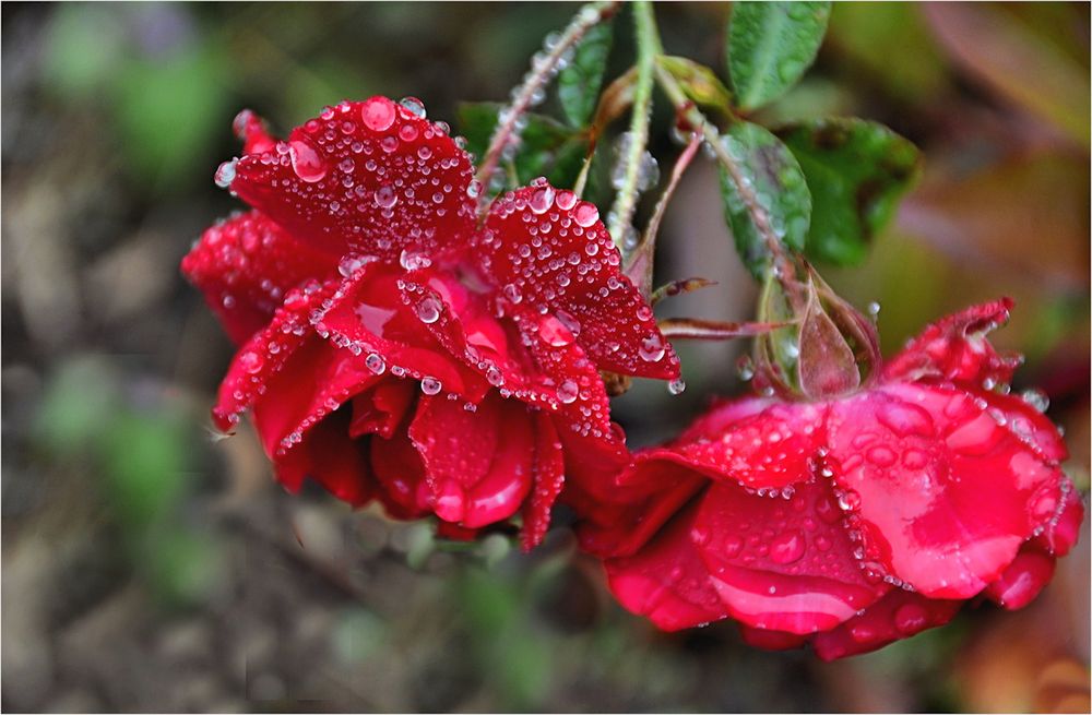 REGEN - tropfen...