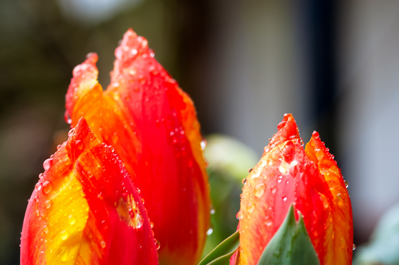 Regen-Tulipane