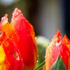 Regen-Tulipane