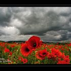 Regen über dem Mohn