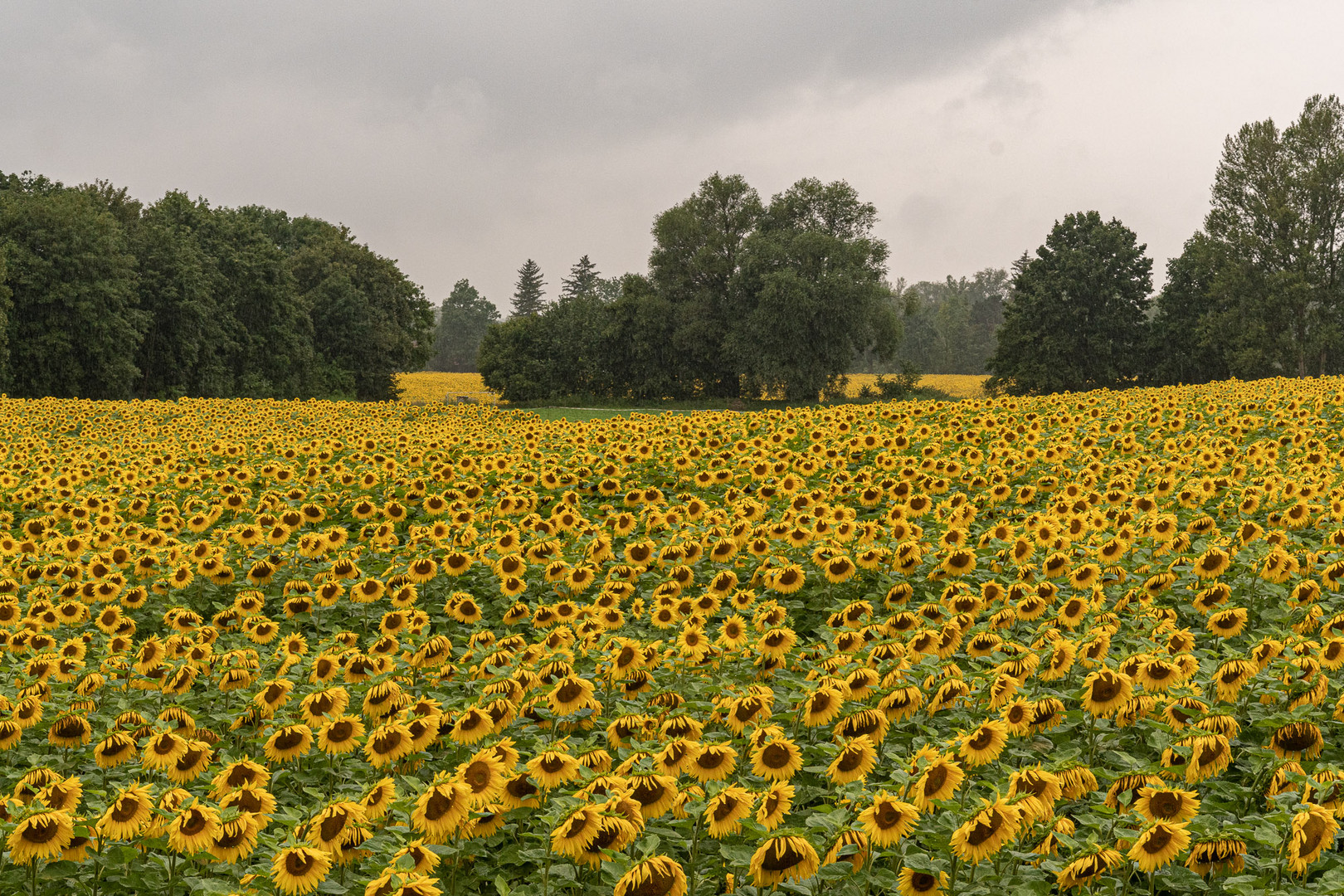 Regen über Sonnenblumen