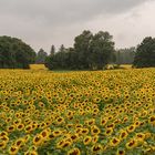 Regen über Sonnenblumen