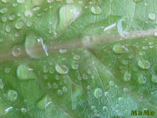 Regen überströmtes Blatt