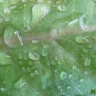 Regen überströmtes Blatt