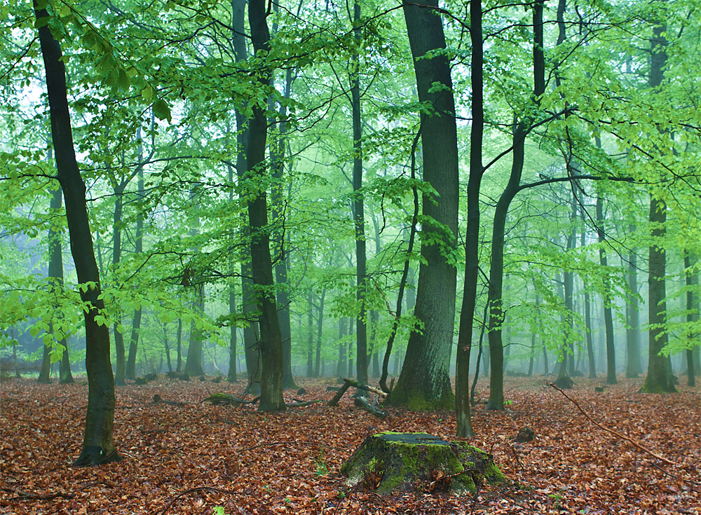 Regen um Frühling