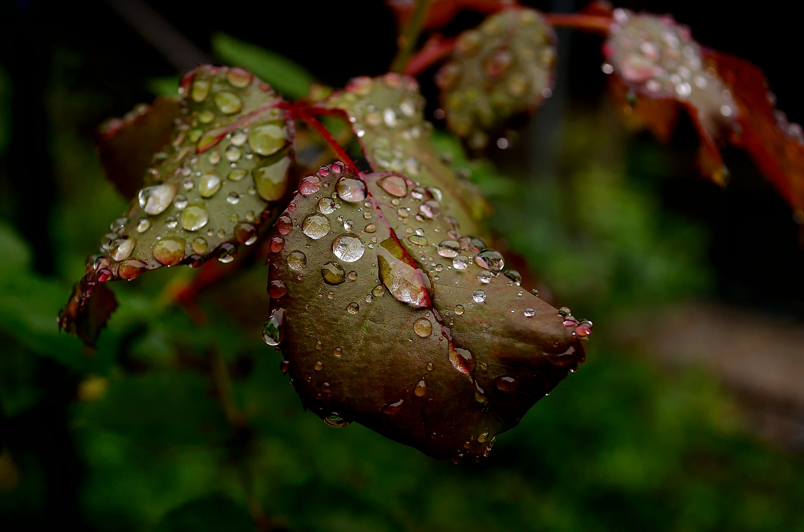 Regen und die Rose