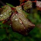 Regen und die Rose