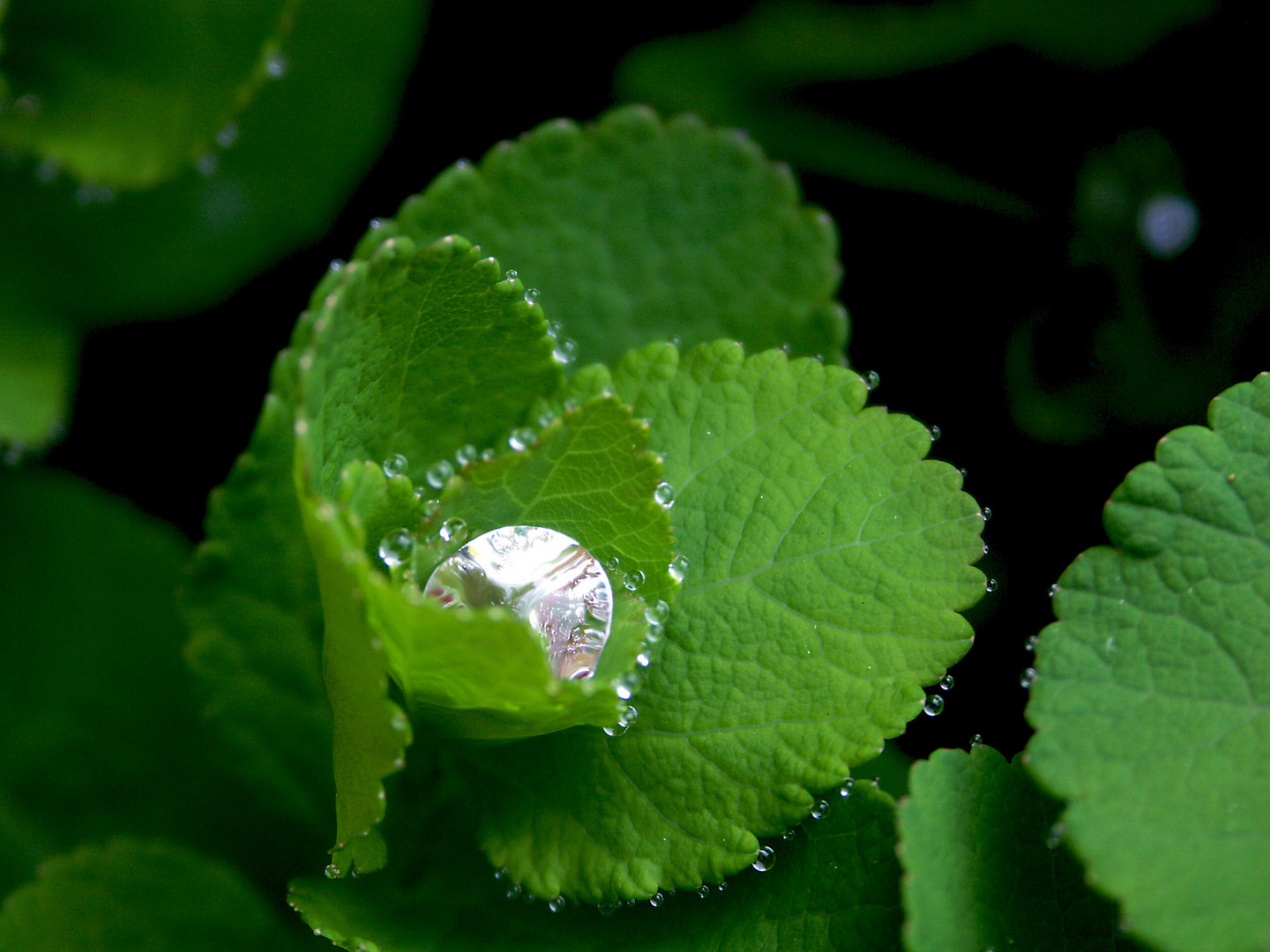 Regen und Frühling!