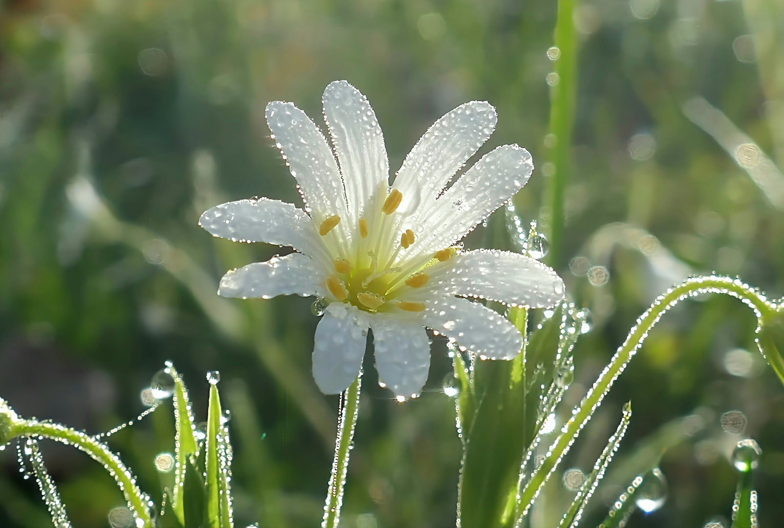 Regen und Sonne...