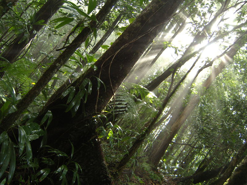 Regen und Sonne im Urwald