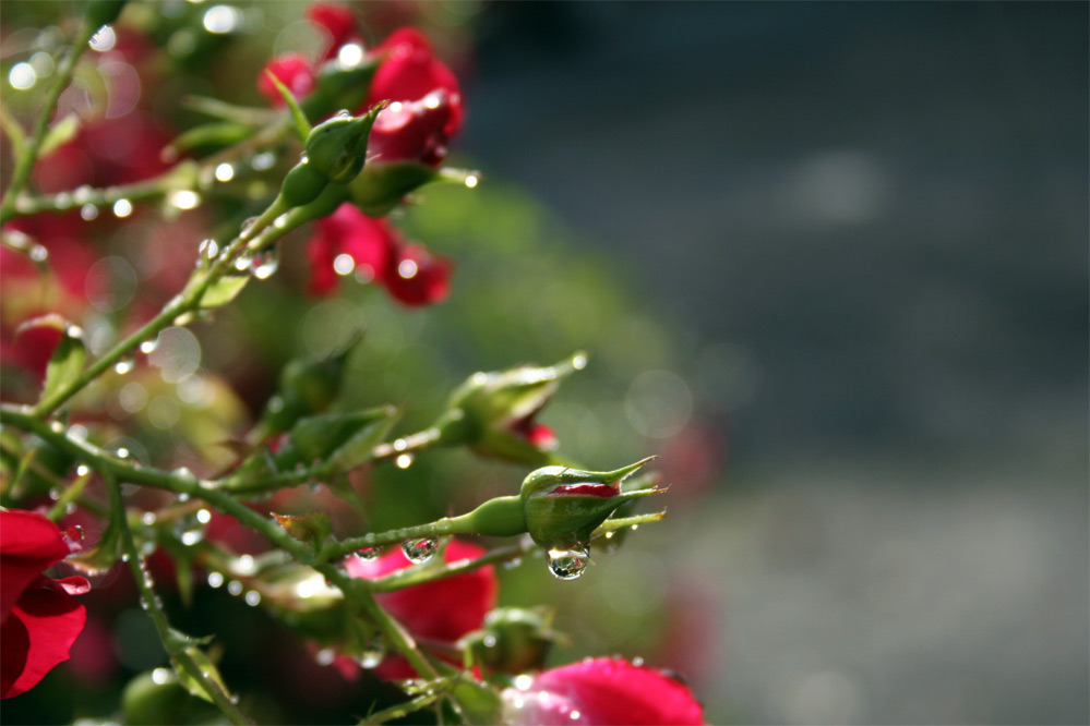 Regen und Sonnenschein