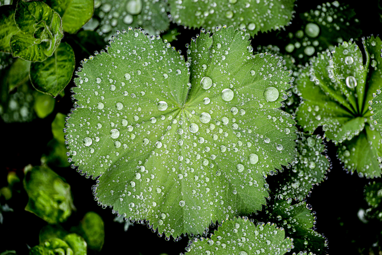 "Regen und Tau"